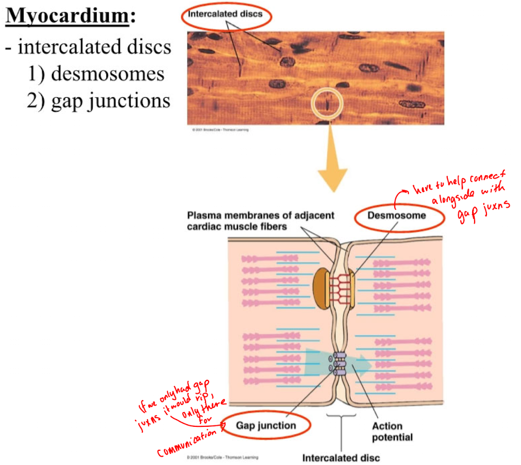 <ul><li><p>middle layer of the heart wall, composed of cardiac muscle</p></li><li><p>connected end-to-end by intercalated disks where 2 types of contacts are formed: desmosomes and gap-junctions</p></li></ul><p></p>