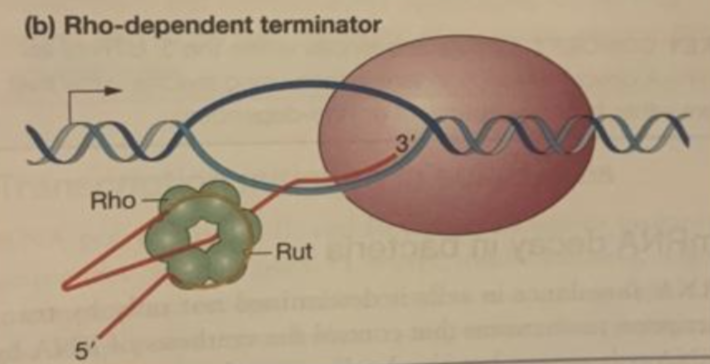 <p>when a rho protein binds to RNA, RNA pol dissociates from DNA and transcription ends</p>