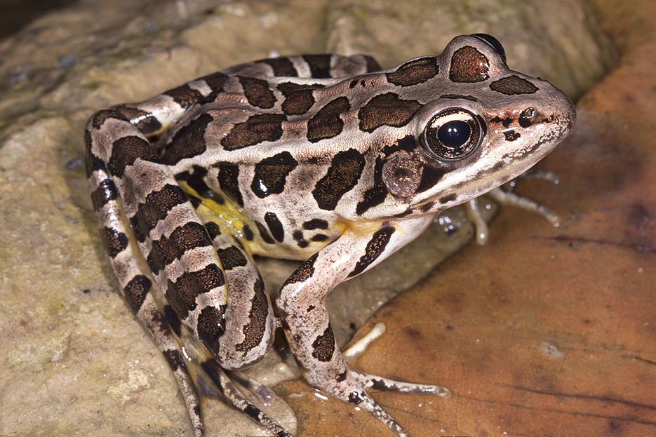 <p><span style="font-family: &quot;Times New Roman&quot;, serif">Brown coloration that sets it apart from the leopard frog.&nbsp; Two rows of squarish spots on the back.&nbsp; Stripes on the legs.</span></p>