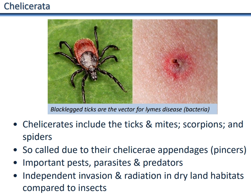 <ul><li><p><strong>chelicerata </strong>is a <strong>subphylum</strong> of the <strong>arthropoda phylum</strong> of <strong>bilaterian </strong>animals (<strong>ecdysozoa</strong> <strong>clade</strong>)</p></li><li><p>this includes 5 major subgroups, the ticks + mites, scorpions, spiders (together, the arachnids), horse shoe crabs + sea spiders</p></li><li><p>head and thorax region fused into a <strong>cephalothorax</strong>, <strong>+ abdomen</strong>, 4 pairs of legs</p></li><li><p>compound eyes</p></li><li><p><strong>no antennae</strong> (only arthropod group), but have <strong>chelicerae </strong>appendages (pincers) and <strong>pedipalps </strong>(non-locomotory appendages)</p></li><li><p>book lungs</p></li><li><p>carnivorous with liquid diet</p></li><li><p>no antagonistic muscles, use hydraulic pressure from hemocel to extend appendages and muscles to retract them</p></li></ul><p></p><ul><li><p>spiders produce silk, have poison glands and transfer sperm via pedipalps (almost exclusively predatory)</p></li></ul><p></p>