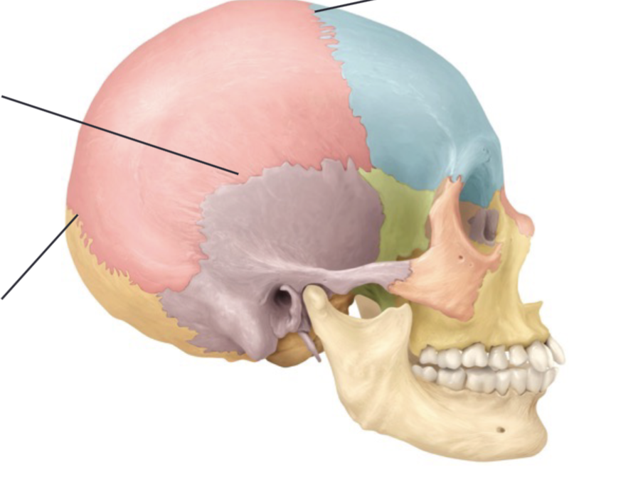 <p>A “seam”, an immovable joint between bones of the skull</p>