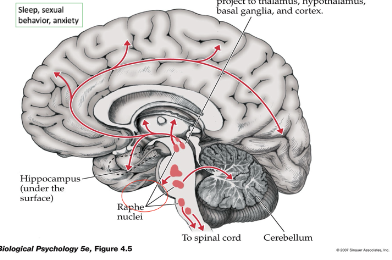 <p>Which pathway is shown here</p>