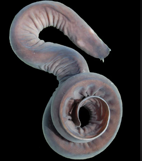 <p>hagfish</p>