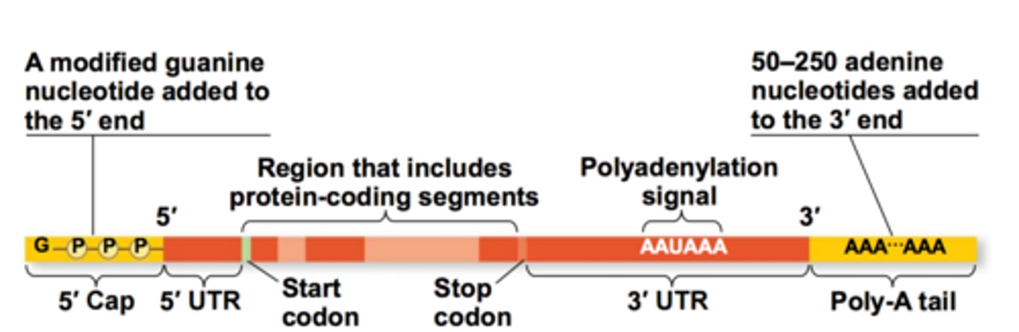 <p>- 5' end of hnRNA</p><p>-7-methylguanylate triphosphate cap (inverted Guanine residue that is methylated on position 7; 2 OH --> 2 CH3)</p><p>- added by capping enzyme complex (CEC) coupled with RNAP during the process of transcription when 5' end emerged from RNAP</p><p>- recognized by the ribosome as the binding site</p><p>- regulation of nuclear export</p><p>- protects mRNA from degradation in the cytoplasm</p><p>- promote splicing of exon closest to the 5' end of mRNA</p>
