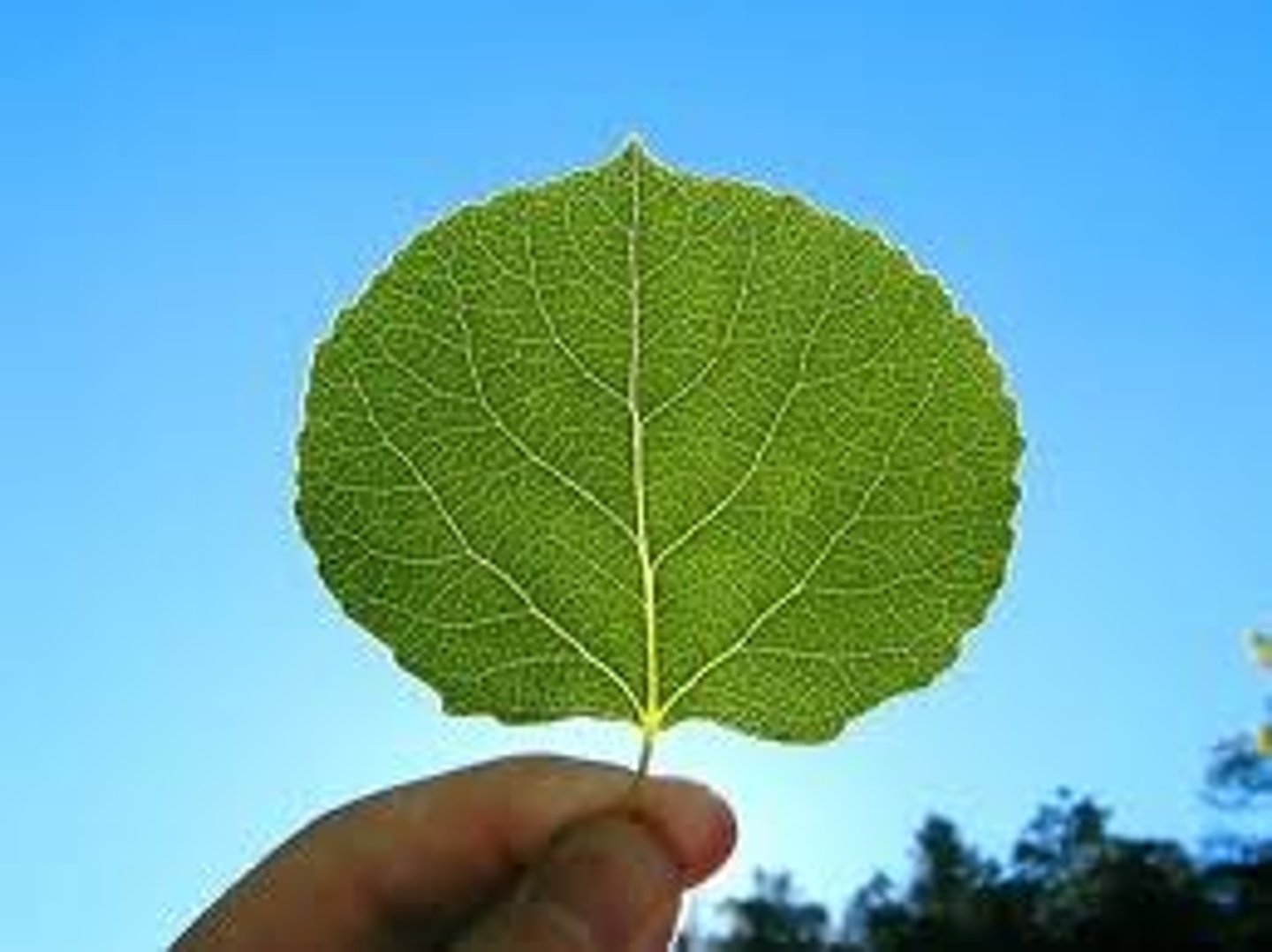 <p>the part of the plant where most photosynthesis takes place</p>