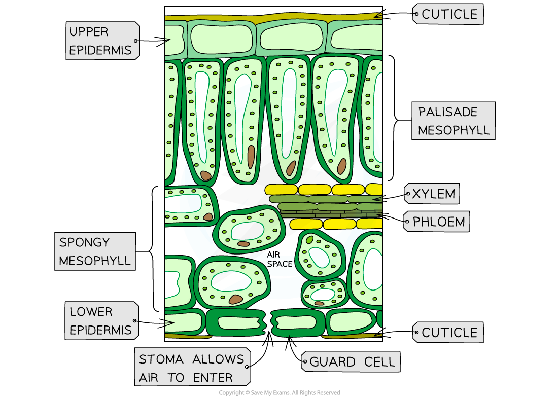 knowt flashcard image