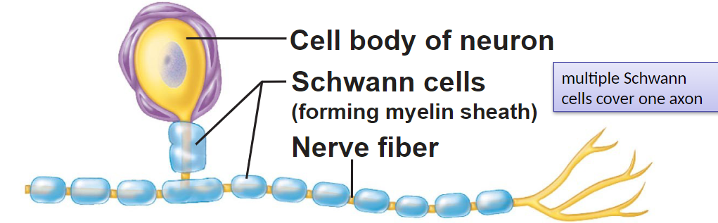 <ul>
<li>in PNS (travel to/from distant areas)</li>
<li>surround fibers</li>
<li>produce myelination in PNS (membrane based lipid coating around axons) -&gt; repeatedly wrap</li>
</ul>