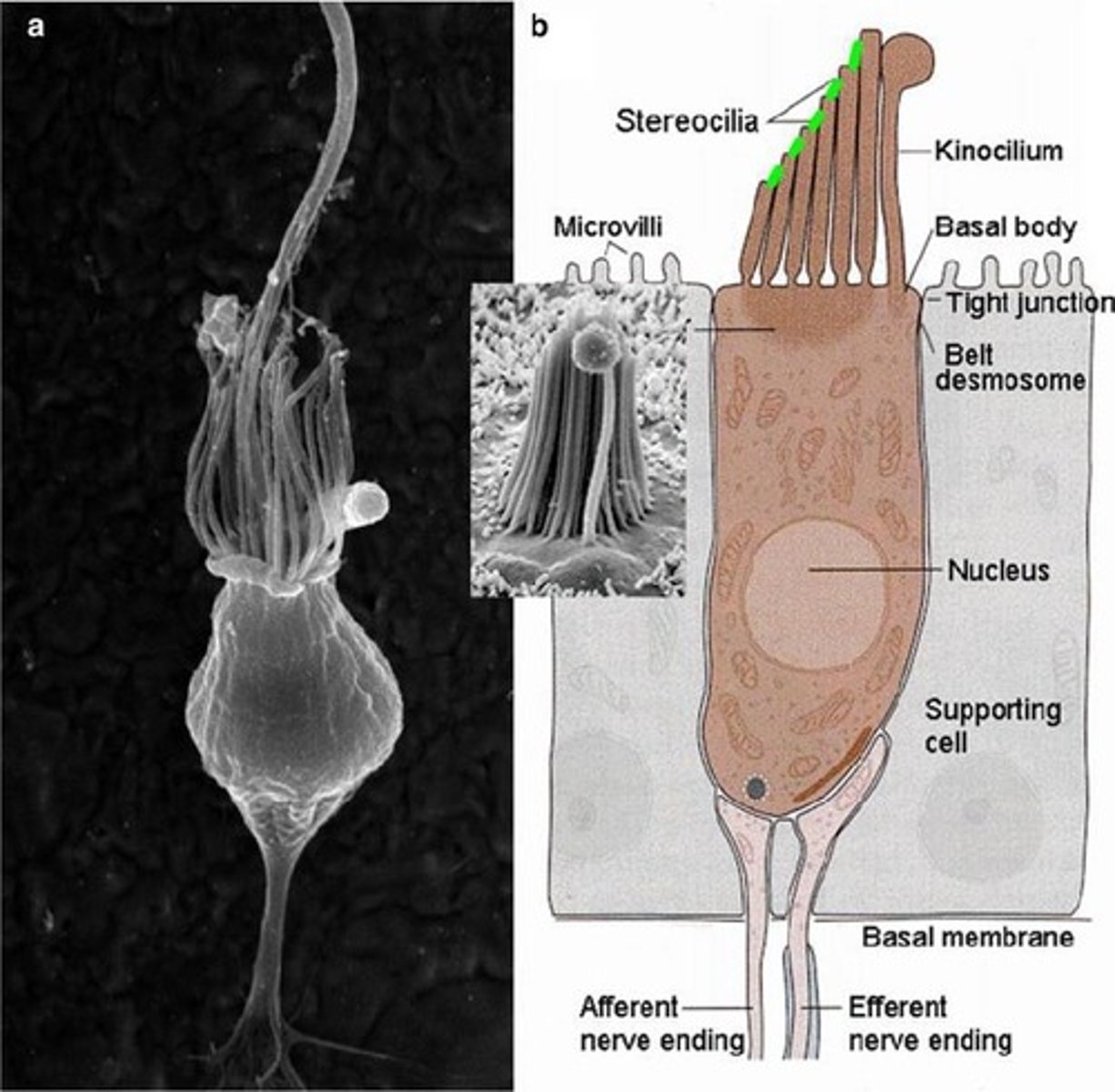 <p>30-50 microvilli (stereocilia) and 1 kinocilium.</p>