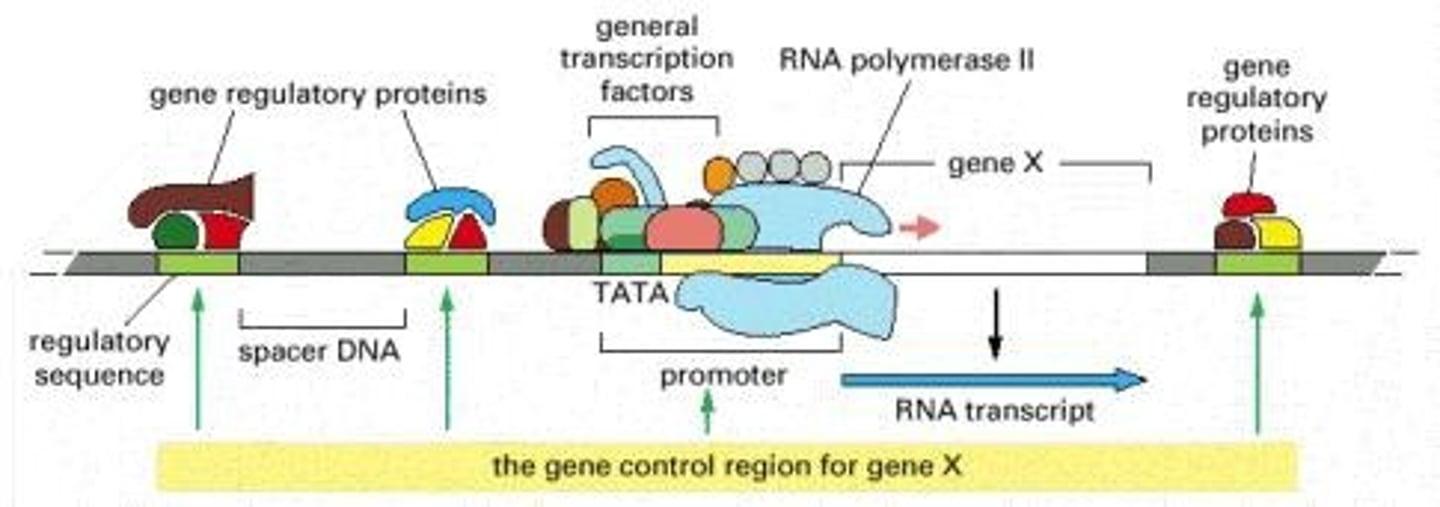 <p>Proteins assembling on core promoter to recruit RNA pol II.</p>