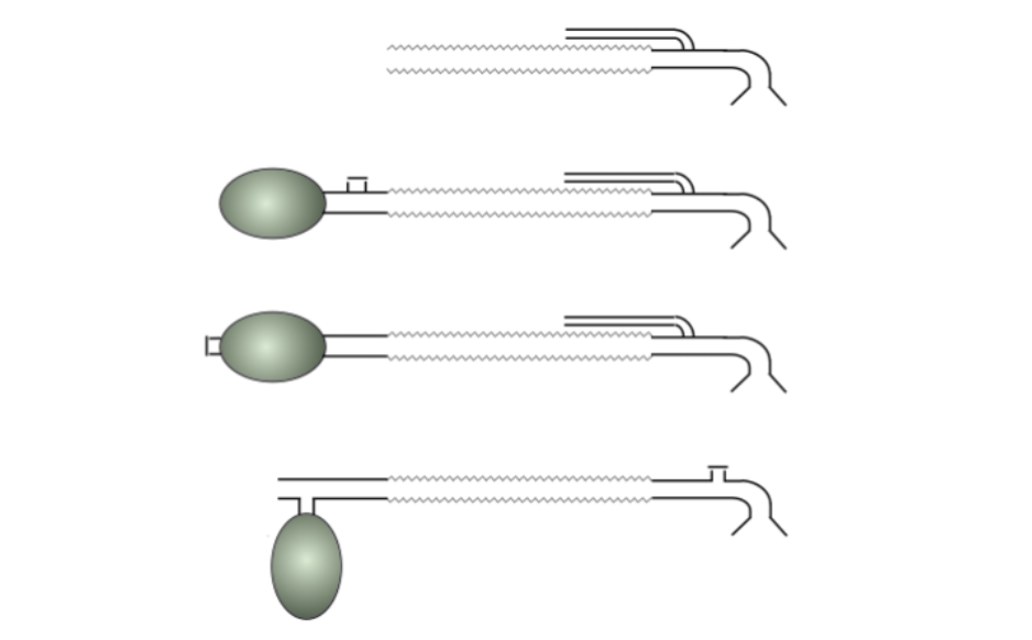 <p>What circuit is the predecessor to the bain system?</p>