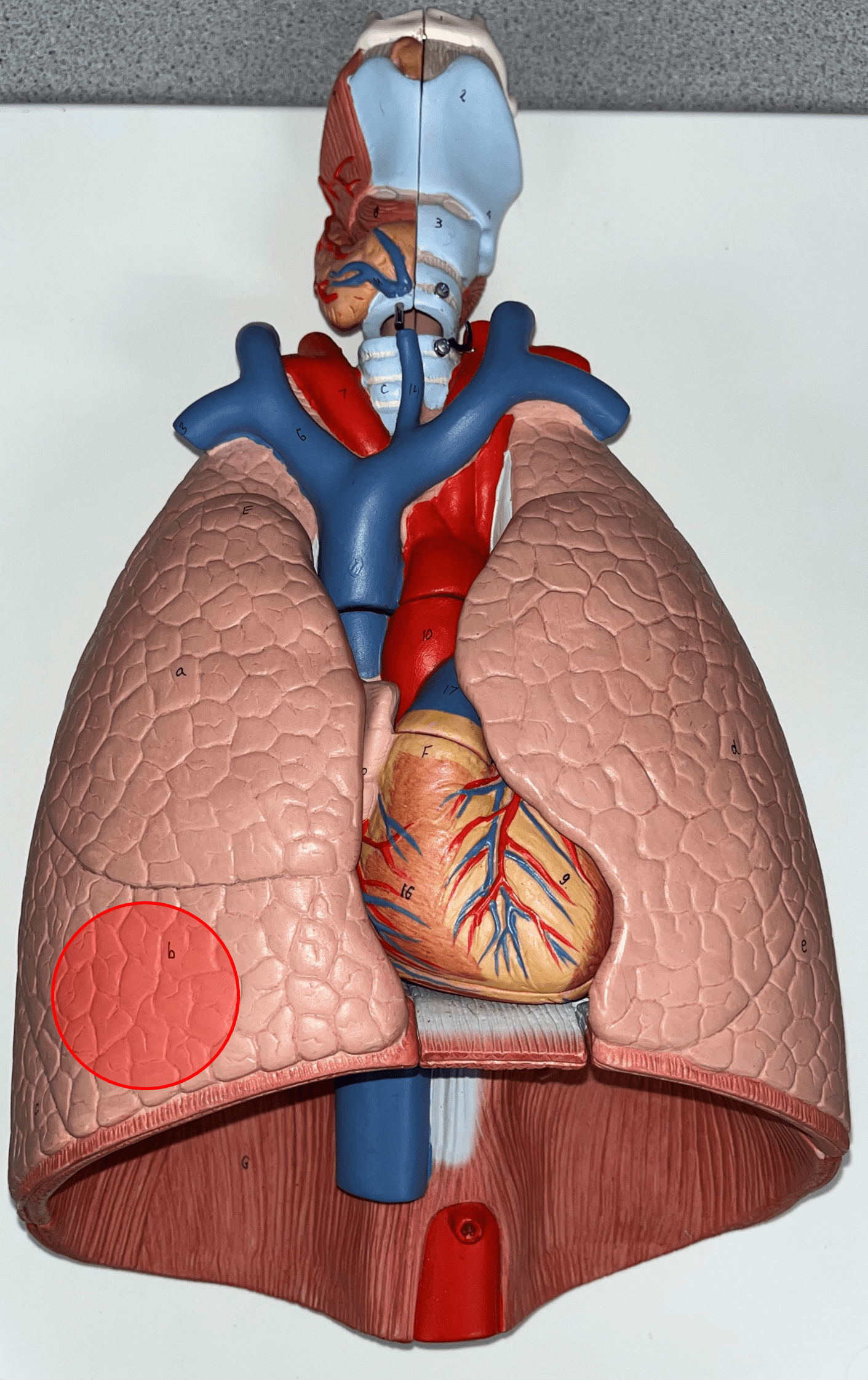 The middlemost lobe of the R. lung.