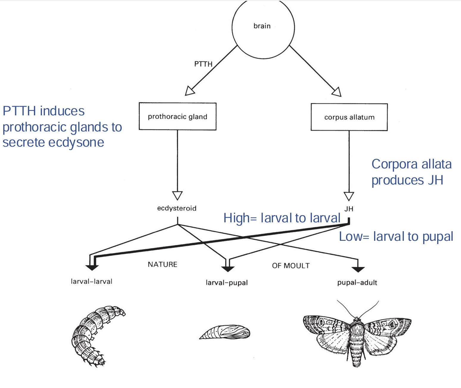 <p>Regulation of Molting</p>