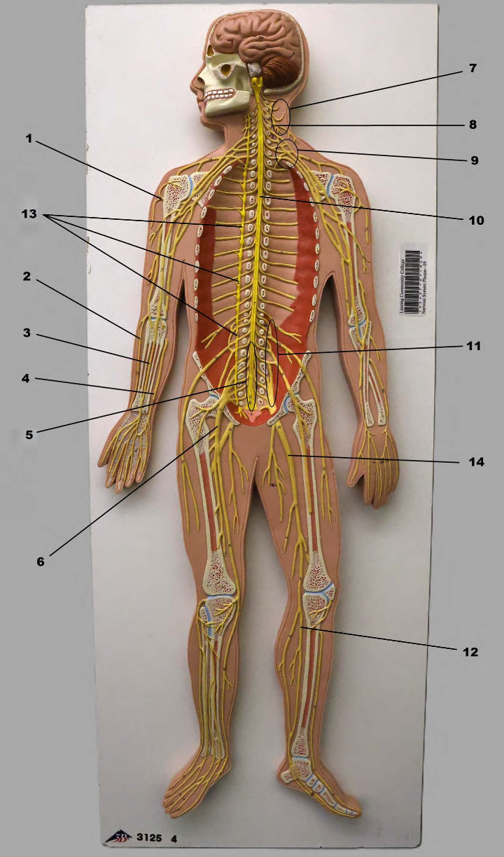 <p>ulnar nerve</p>