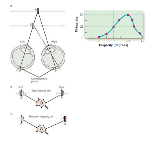<p>aka disparity selective cells </p><p>Responds best to specific degree of absolute disparity between images on the right and left retinas </p>