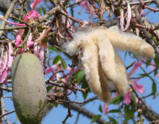 <p>Malvaceae</p>