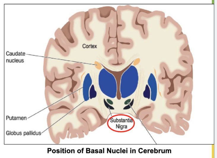 <p>Prevents Parkinson’s Disease</p>