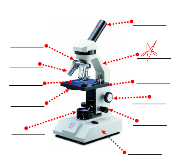 <p>this part of a microscope</p>