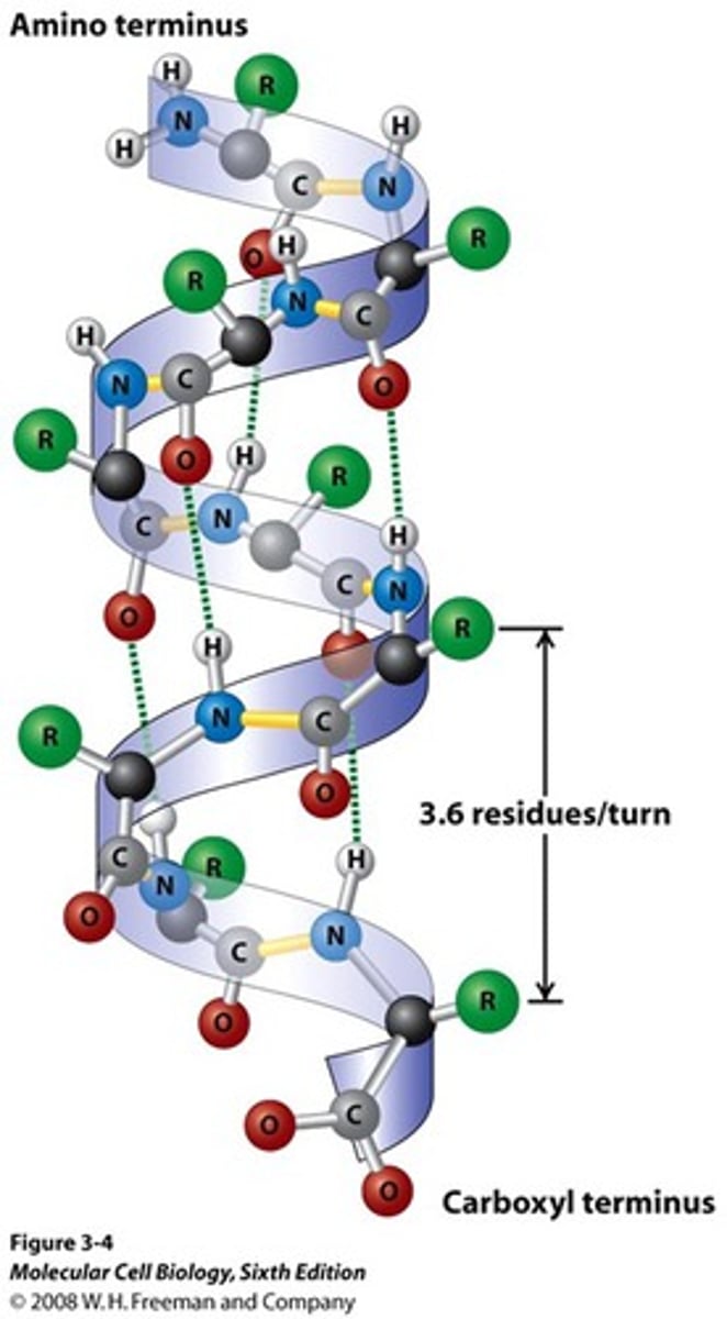 <p>- initially identified in hair, though present in derivatives such as skin, horns, nails</p><p>- An alpha-helix is generated when a single polypeptide chain turns around itself to forma. structurally rigid cylinder; directionally, they can be right or left handed (strong bias to R)</p>