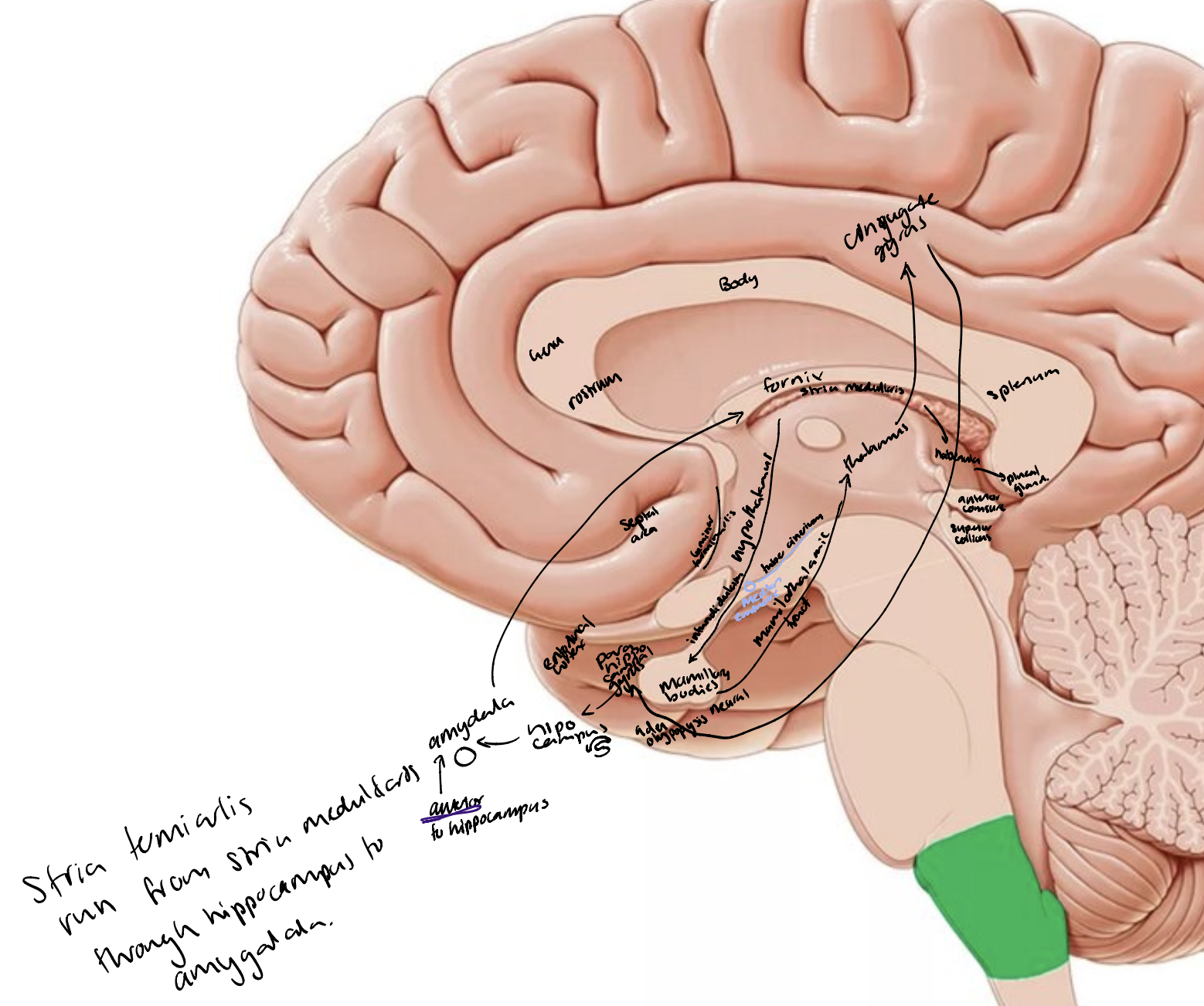 <p>Parahippocampal gyrus&nbsp;<span><span>→</span></span> hippocampus <span><span>→&nbsp;</span></span>fimbriae&nbsp;<span><span>→</span></span> fornix <span><span>→</span></span> mammillary bodies (hypothalamus) <span><span>→&nbsp;</span></span>mammillothalamic tract <span><span>→</span></span> nuclei of thalamus&nbsp;<span><span>→</span></span> cingulate gyrus <span><span>→</span></span> parahippocampal gyrus/entorhinal cortex</p><p></p>