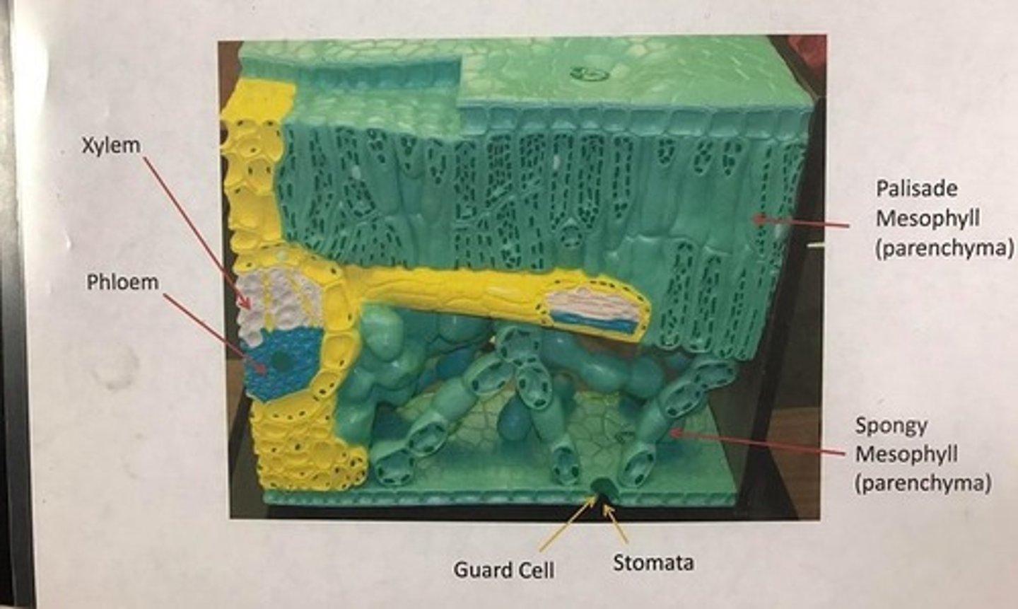 knowt flashcard image