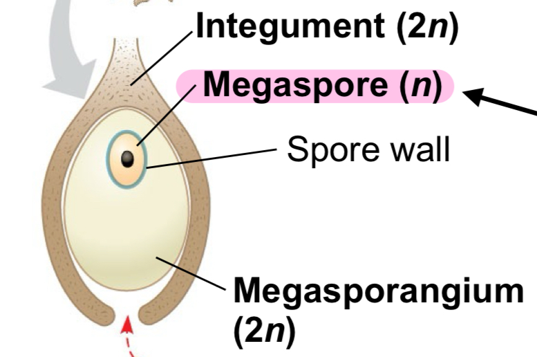 <p>Large spores that develop into female gametophtes</p>