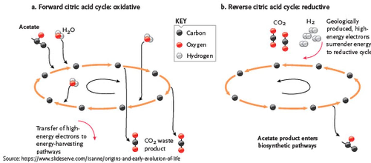 <p>· Reductive Citric Acid Cycle</p><p>· It runs in reverse</p><p>- The CAC we know today oxidizes the fuel molecule acetate (activated by the attachment of a carrier molecule) & releases CO₂ as waste</p><p>o Input: organic molecule</p><p>o Output: chem energy, CO₂, H₂O</p><p>- This reductive version of the CAC uses CO₂ to make organic molecules by exploiting the electron-transfer potential (reducing power) of geologically produced molecules like H₂</p><p>o Input: chem energy, CO₂, H₂O</p><p>o Output: more complex molecule</p>