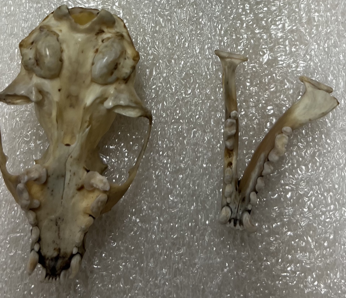 <p>Genus?</p>