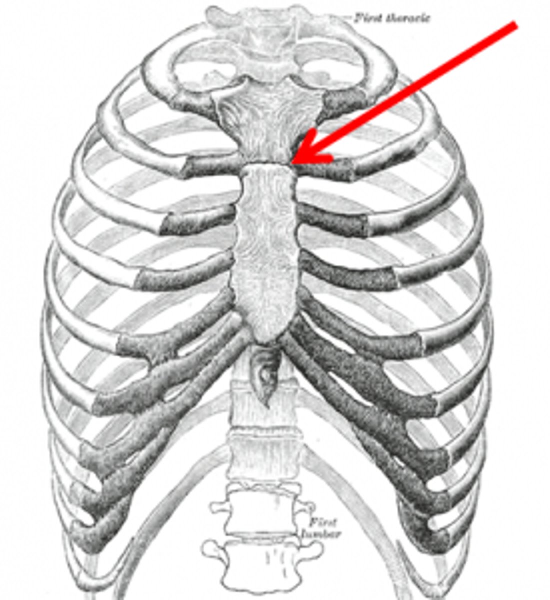 <p>-sternal angle</p><p>-landmark to count the ribs</p>
