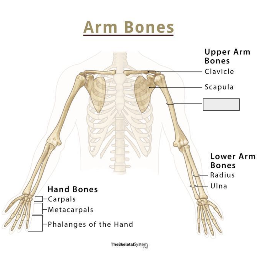 <p>Name the covered bone</p>