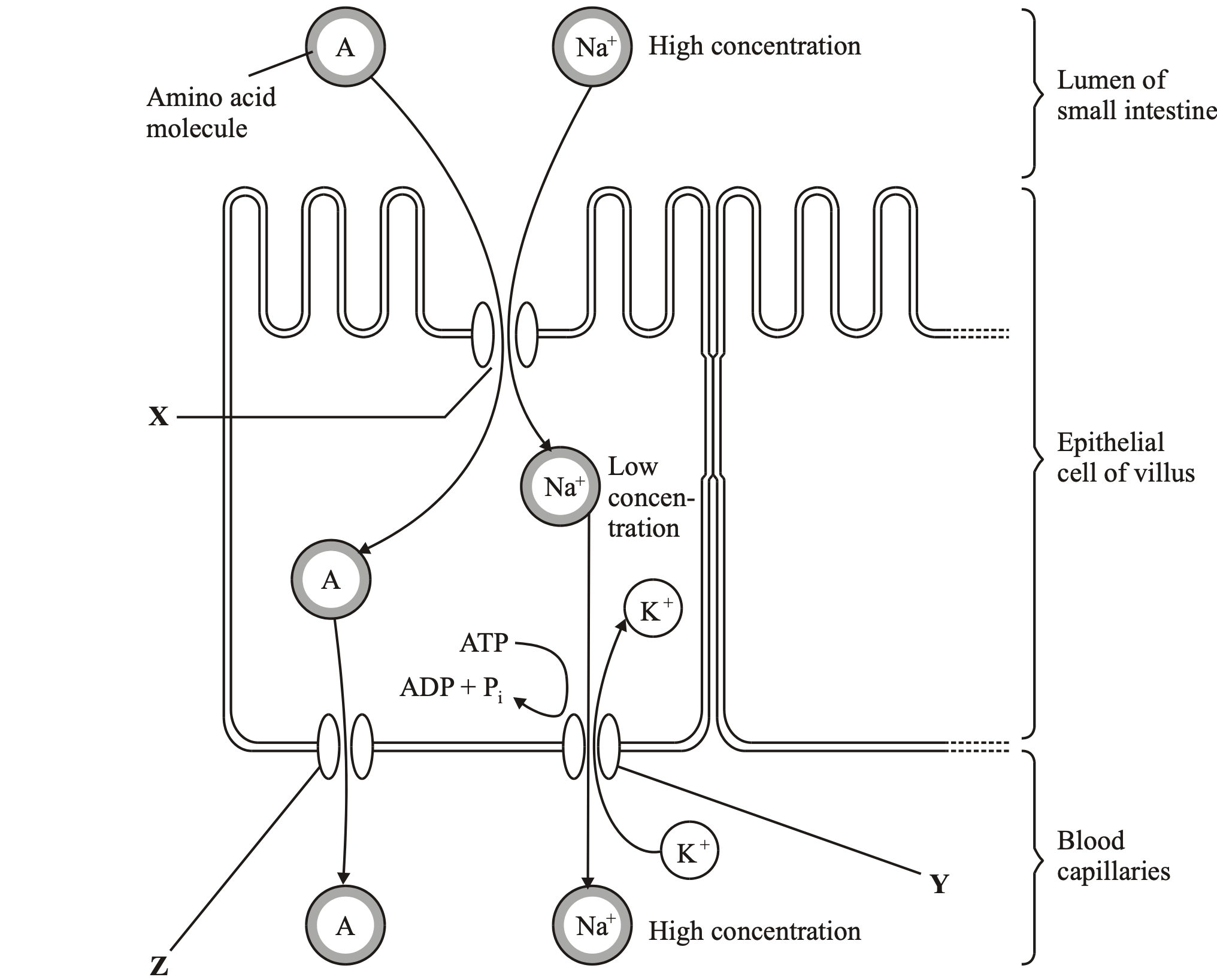 <p>The diagram shows one method by which amino acids are absorbed from the small intestine into</p><p>the blood. They are co-transported into the epithelial cell with sodium ions (Na+) at point X on</p><p>the diagram. Normally, the concentration of sodium ions inside the epithelial cell is low.</p><p>Why does pump Y no longer work?</p>