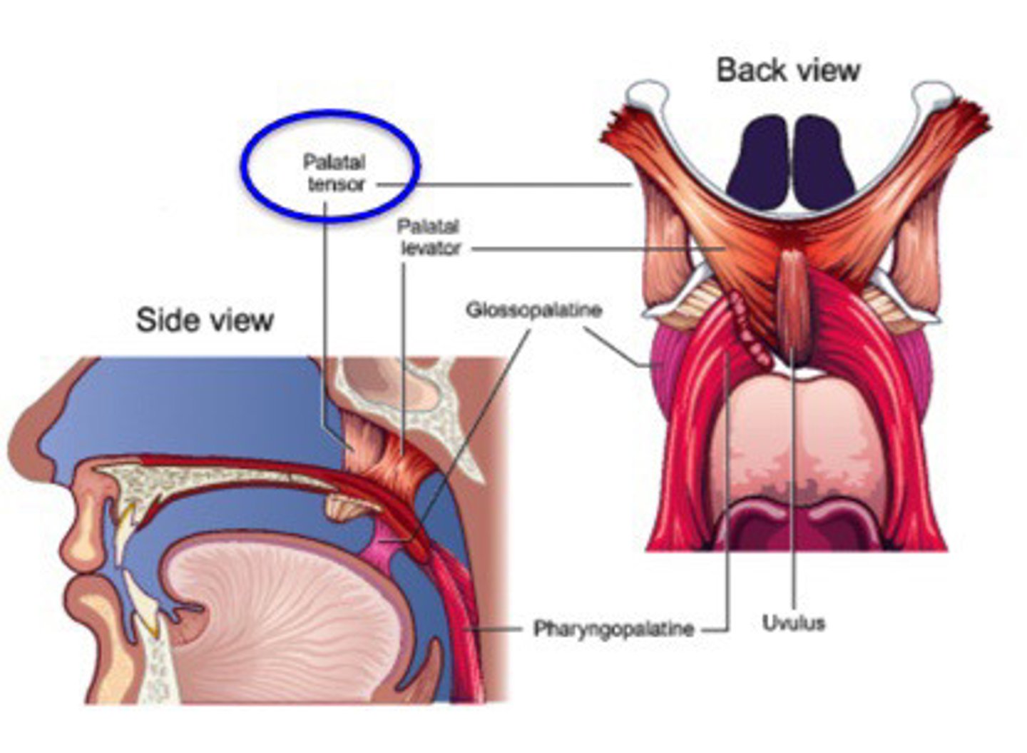 <p>Dilation of eustachian tube</p>