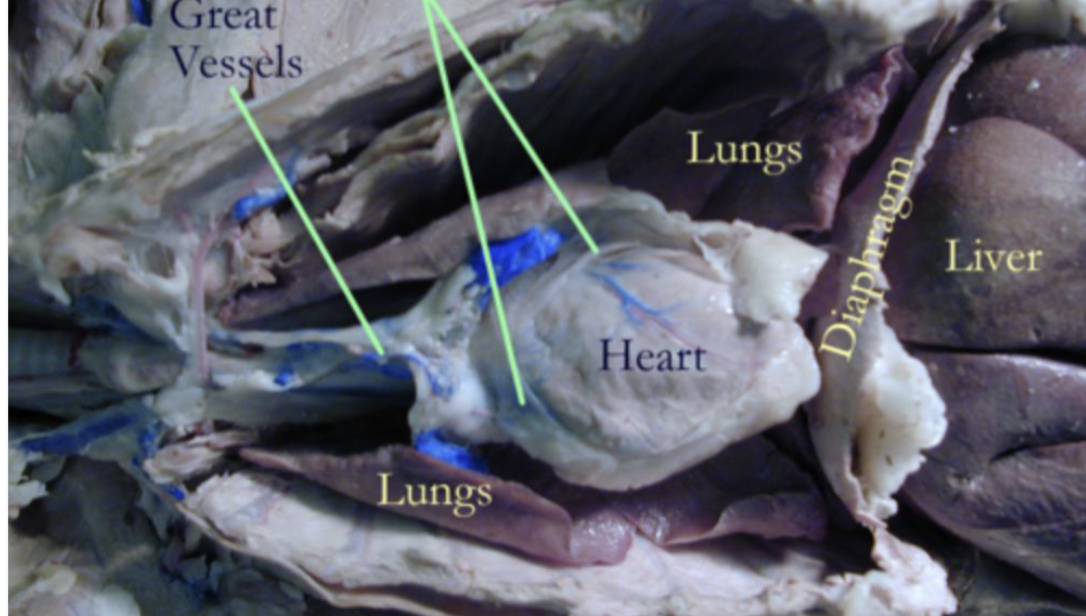 <p><strong>layer?</strong></p>