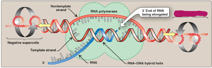 <p>Label this section of the transcription bubble.</p>