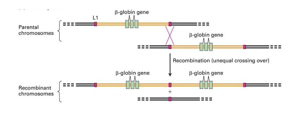 <ul><li><p>an imp process in evolution</p></li><li><p>new gene copies either</p><ul><li><p>evolve a new function</p></li><li><p>degenerate over time and lose their function =&gt; become pseudogenes</p></li></ul></li></ul><p></p>