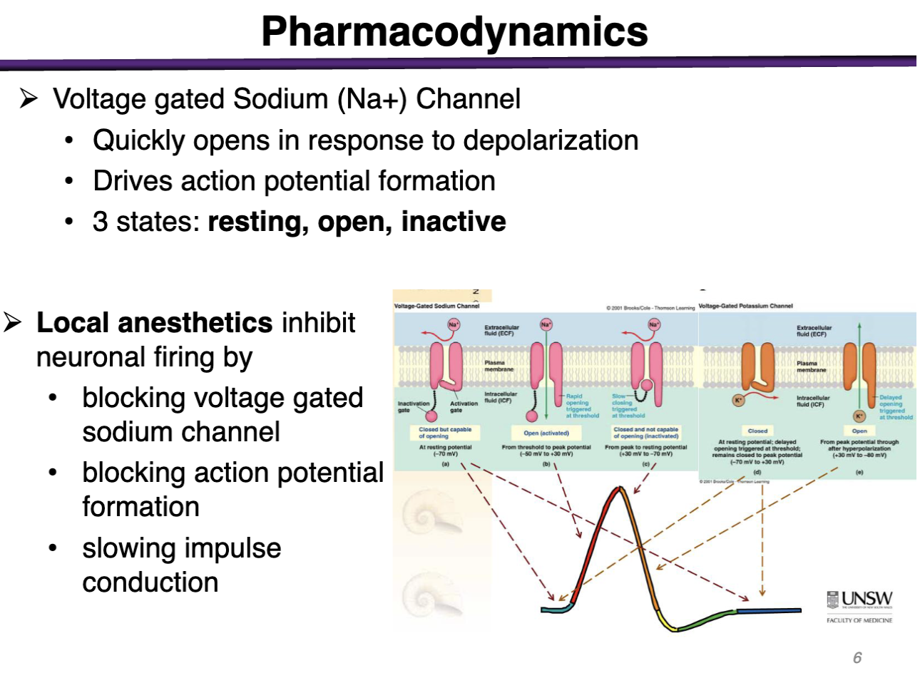 <p>Resting, open, inactive </p><p>Sodium has the inactivation gate</p><p>Potassium only has 2 states: Open or Closed </p>
