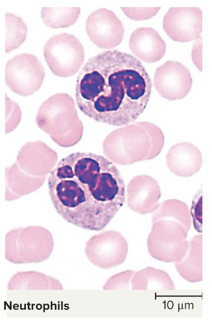 <p>fight off bacteria</p><ul><li><p>makes up 60% to 70% of leukocytes</p></li><li><p>have multi lobe nuclei</p></li><li><p>the most common leukocyte</p></li><li><p>Have barely visible granules in the cytoplasm</p></li><li><p><span>1.5x diameter of a erythrocyte</span></p></li></ul><p></p>