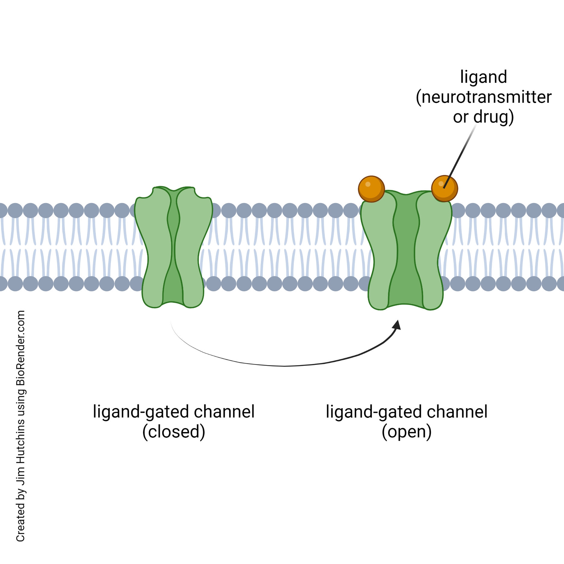 <p><span style="background-color: transparent;">is the specific molecule that binds to and activates a receptor.</span></p>