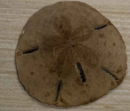 <p>Common name, phylum, class, habitat</p>