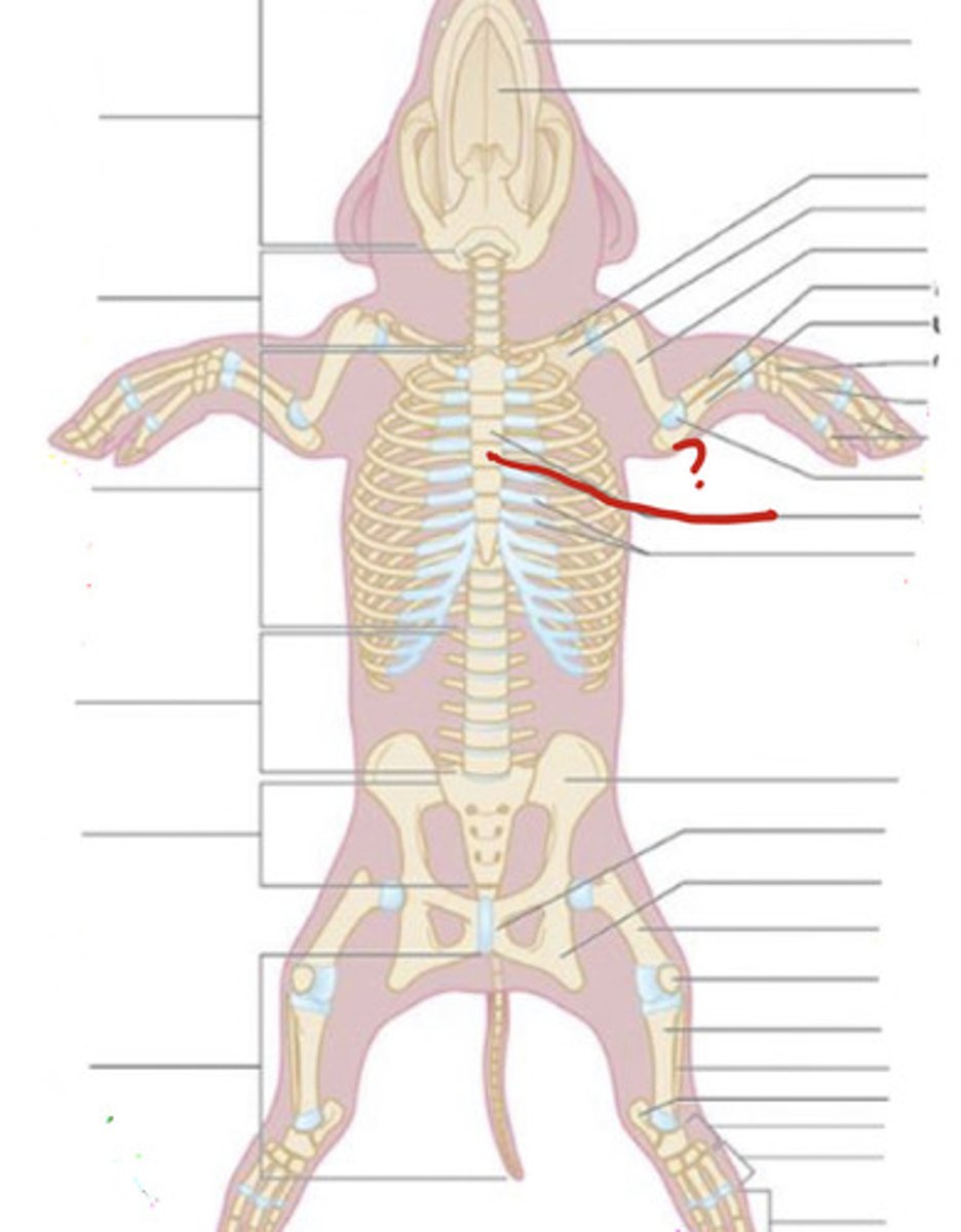 <p>What is the name of this structure?</p>