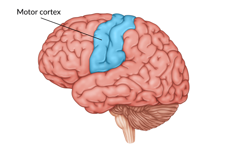 <p>Motor Cortex</p>