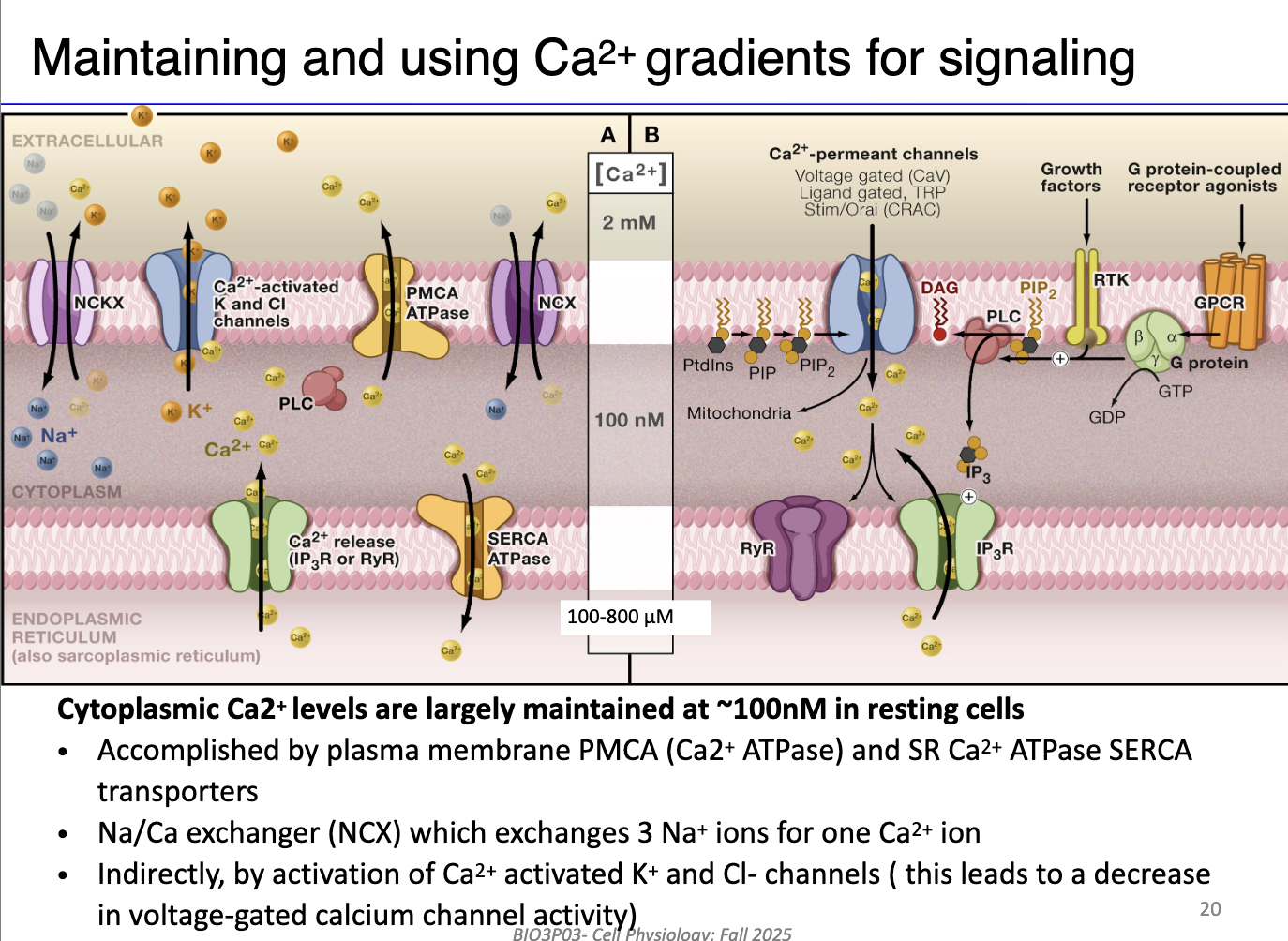 <ol><li><p><strong>SR / ER mechanisms:</strong></p><ul><li><p><strong>SERCA pumps:</strong> Actively transport Ca²⁺ from cytosol back into SR/ER using ATP.</p></li><li><p><strong>IP3 receptors &amp; ryanodine receptors:</strong> Release Ca²⁺ from SR/ER in response to signaling; regulated by positive/negative feedback.</p></li></ul></li><li><p><strong>Plasma membrane mechanisms:</strong></p><ul><li><p><strong>PMCA (Plasma Membrane Ca²⁺ ATPase):</strong> Pumps Ca²⁺ out of the cell using ATP.</p></li><li><p><strong>Na⁺/Ca²⁺ exchanger (NCX):</strong> Secondary active transport; moves 1 Ca²⁺ out for 3 Na⁺ in, using Na⁺ gradient.</p></li><li><p><strong>Ca²⁺-activated K⁺ and Cl⁻ channels:</strong> Indirectly influence Ca²⁺ homeostasis by restoring membrane potential after action potentials (not on the midterm!) </p></li></ul></li><li><p><strong>Integration with signaling pathways:</strong></p><ul><li><p>G protein-coupled receptors (GPCRs) can activate voltage-gated Ca²⁺ channels and prime IP3/ryanodine receptors for coordinated Ca²⁺ release.</p></li></ul></li></ol><p></p>