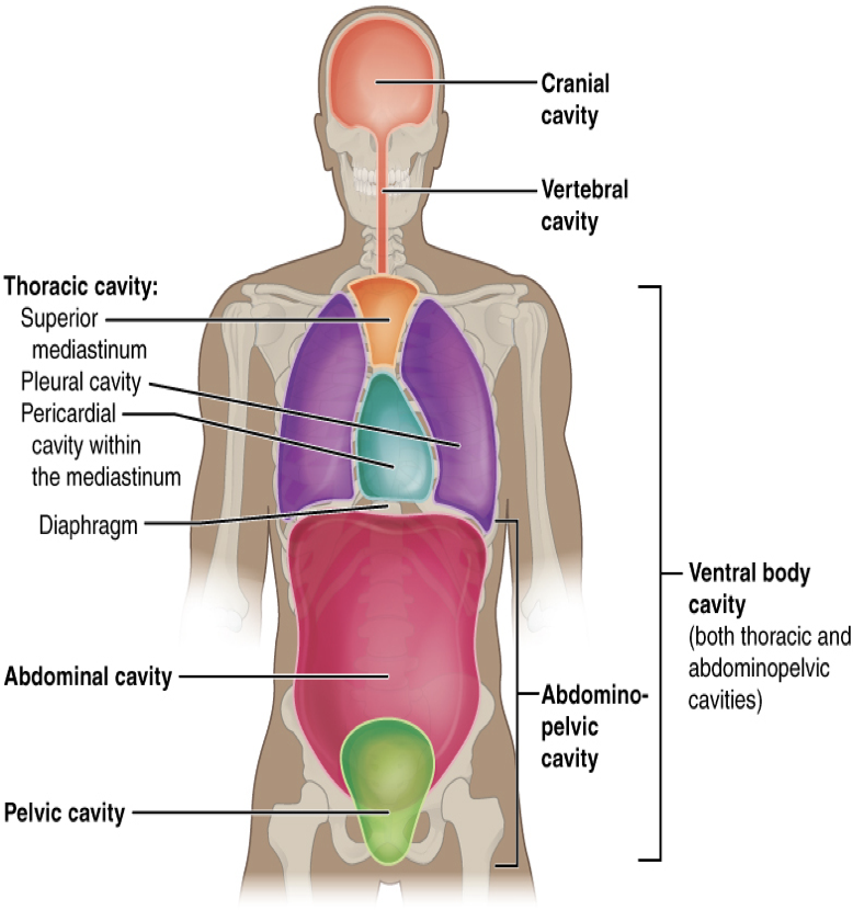 <p>dorsal, ventral </p>