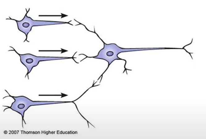 <p>multiple preganglionic synapse onto one postganglionic neuron</p><p>-integration of signals</p><p>-fine tune response</p><p>-allow for one targeted, controlled response</p>