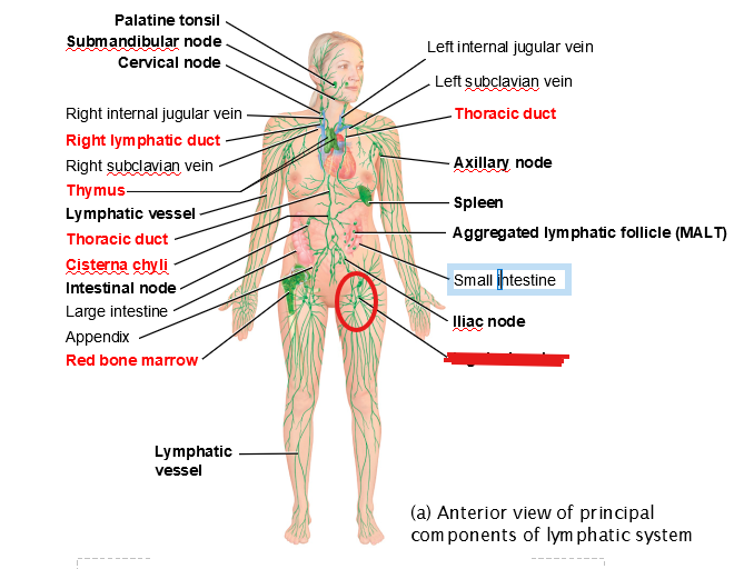 knowt flashcard image