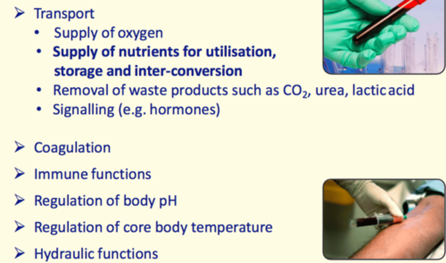 <p>- Transportation</p><p>- Coagulation</p><p>- Immune function = WBC</p><p>- Regulation of body pH (CO2 concentration)</p><p>- Regulation of core body temperature</p><p>- Hydraulic function</p>