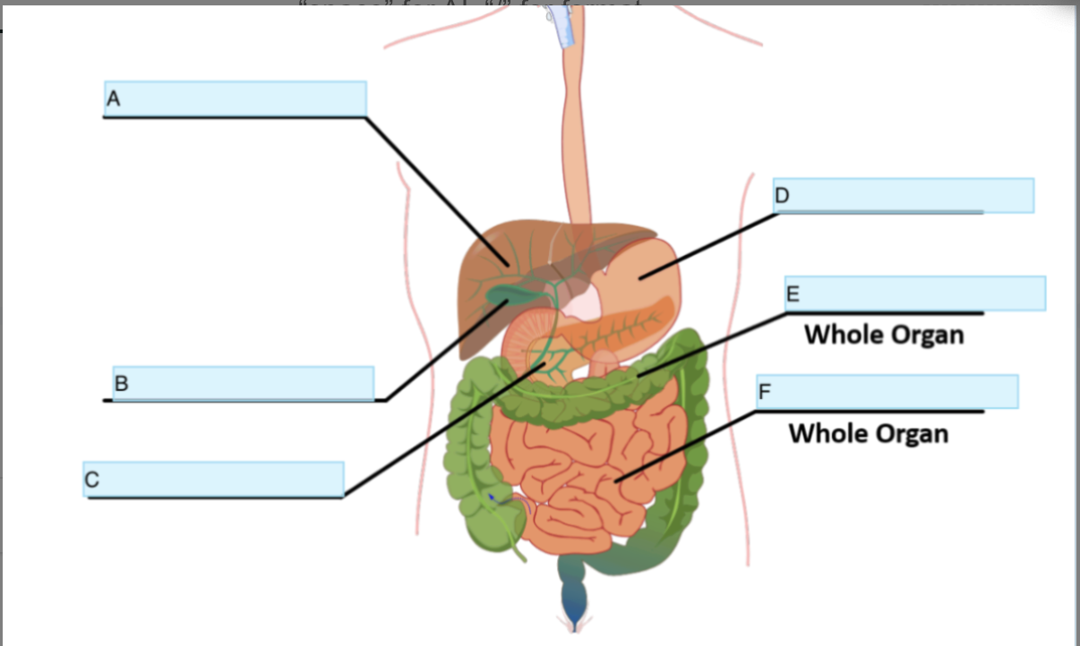 <p>Identify Organ F</p>