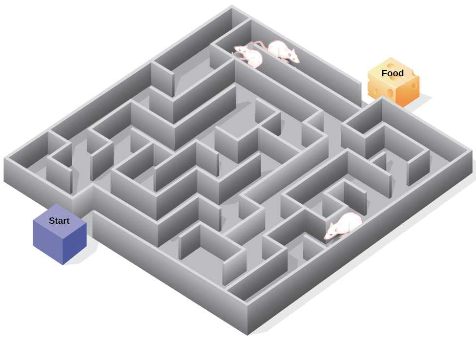 <p>Latent learning….is learning that becomes obvious only once a reinforcement is given for demonstrating it…..Tolman’s rats in a maze</p>