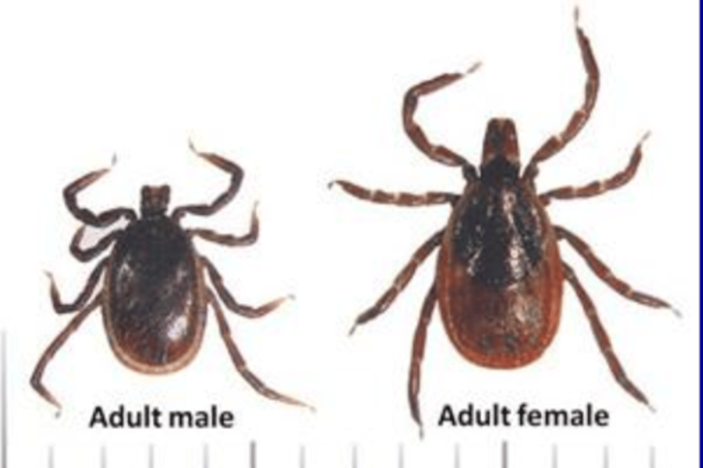 <p>because we can distinguish the different sexes, we say that arthropods are ________</p>