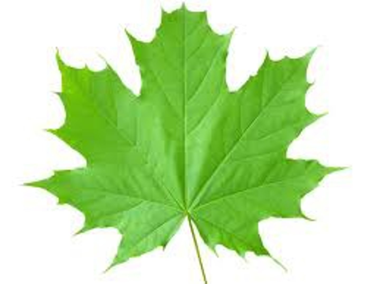 <p>an organ of a vascular plant. the main structure responsible for photosynthesis.</p>