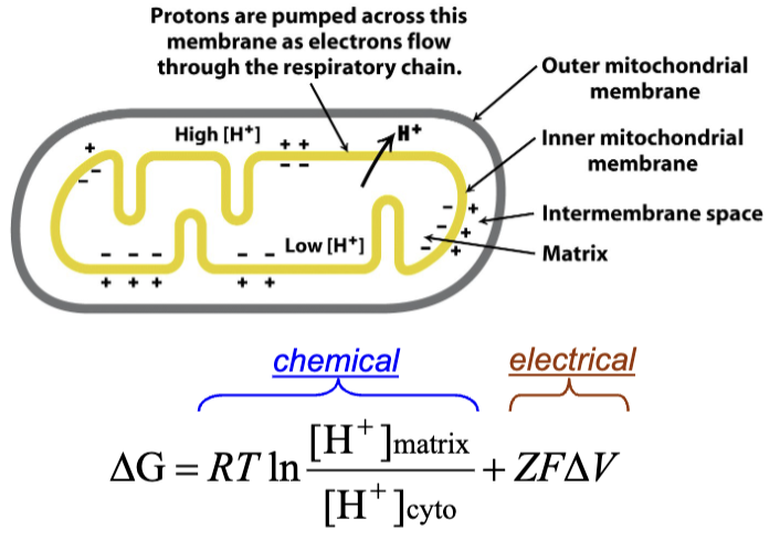 <ul><li><p>H+ movement by the ETC generates an electrochemical gradient</p></li><li><p>As we learned before there are two energetic components of this gradient:</p></li></ul><ol><li><p>A chemical gradient (Δ[H+] a.k.a ΔpH)</p></li><li><p>An electrical gradient (ΔV )</p></li></ol><ul><li><p>The energy available in this gradient (ΔG) is referred to as the “proton motive force”</p></li><li><p>This force powers ATP synthesis by ATP synthase.</p></li></ul><p></p>